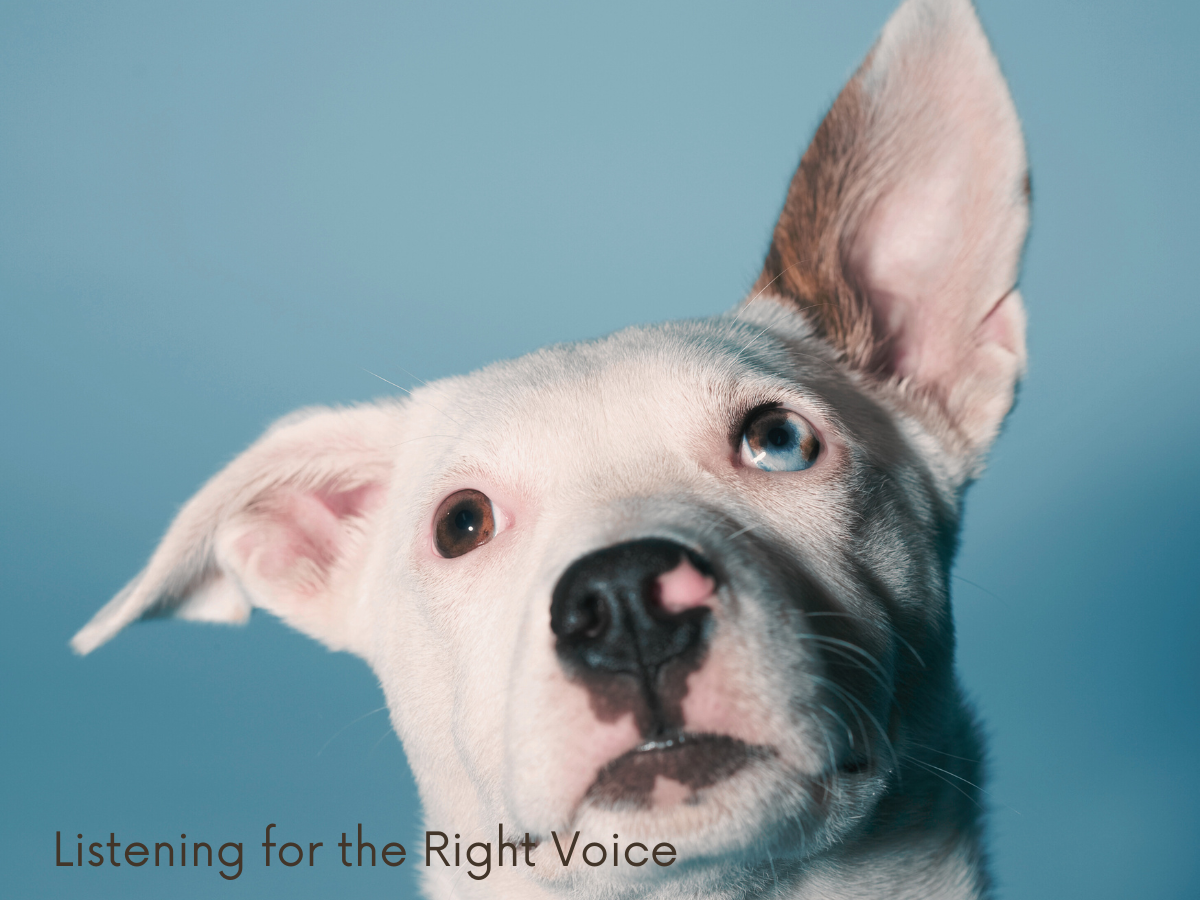 Photo of dog listening intently